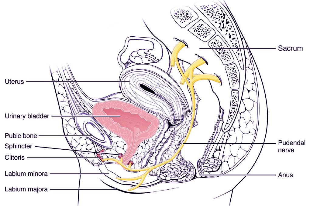 the-hart-technique-pelvic-floor-Illustration